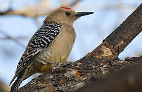 Gila Woodpecker