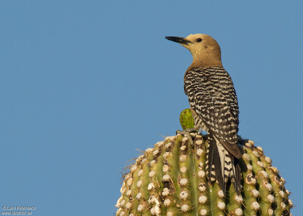 Gila Woodpecker