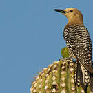 Pic des saguaros