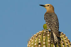 Pic des saguaros