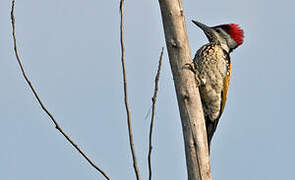 Black-rumped Flameback