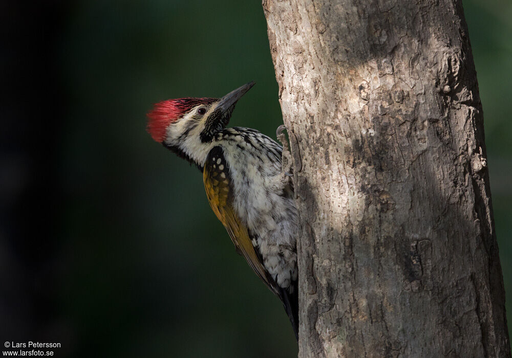 Black-rumped Flameback