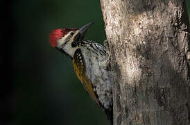 Black-rumped Flameback