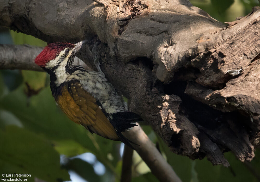 Black-rumped Flameback