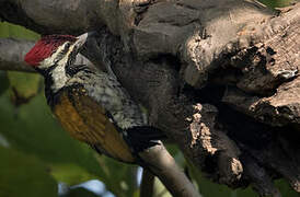 Black-rumped Flameback