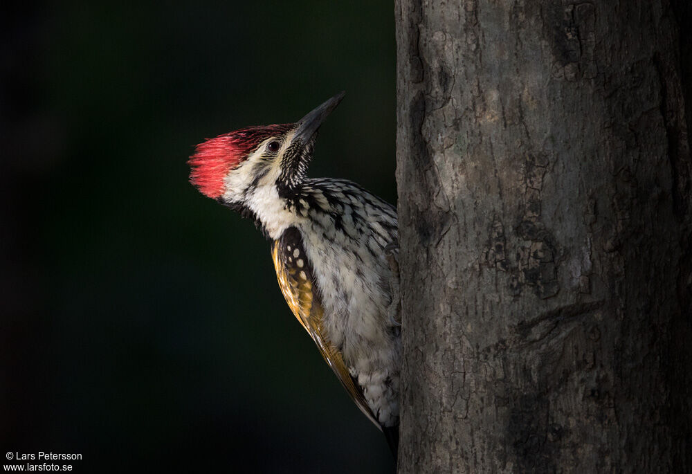 Black-rumped Flameback