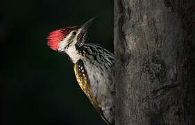 Black-rumped Flameback