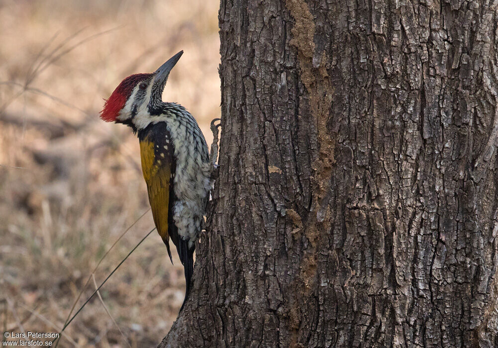 Black-rumped Flameback