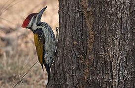 Black-rumped Flameback