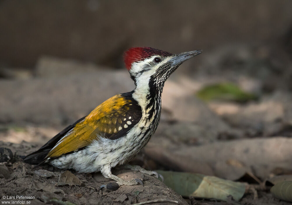 Black-rumped Flameback