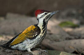 Black-rumped Flameback