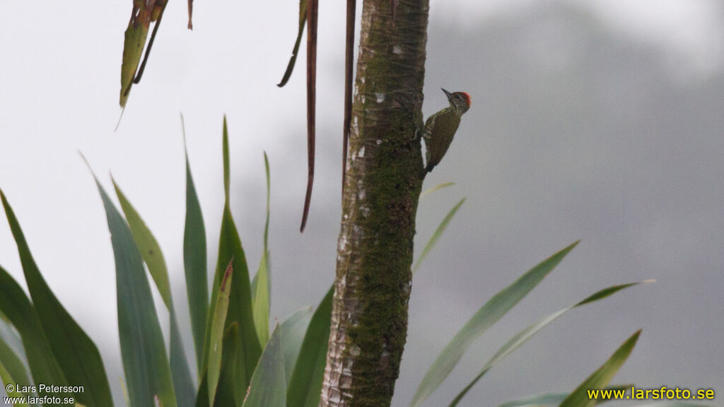 Gabon Woodpecker