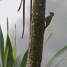 Pic du Gabon