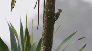 Gabon Woodpecker