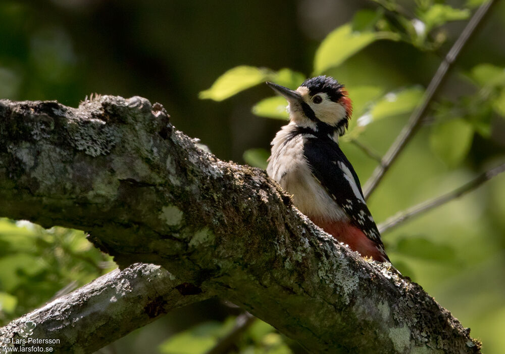 Great Spotted Woodpecker