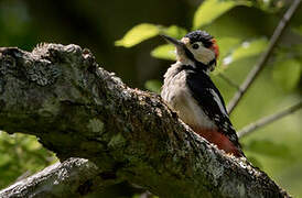 Great Spotted Woodpecker