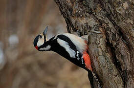 Great Spotted Woodpecker