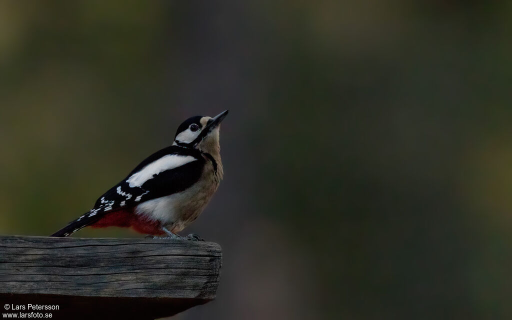 Great Spotted Woodpecker