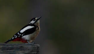 Great Spotted Woodpecker