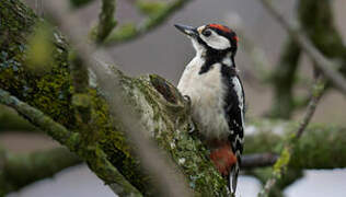 Great Spotted Woodpecker