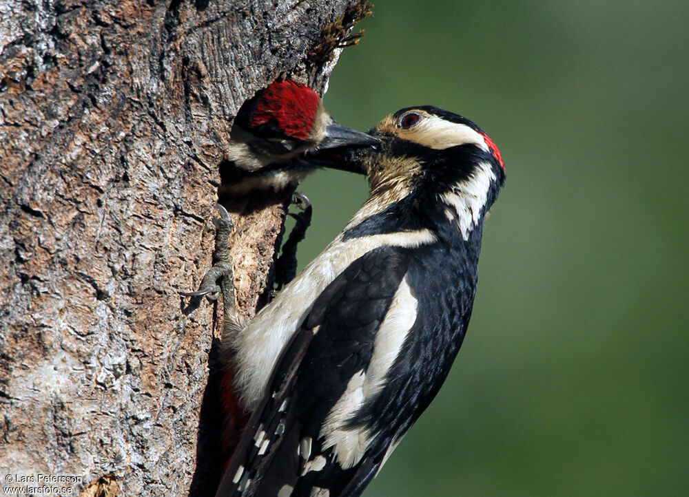 Great Spotted Woodpecker