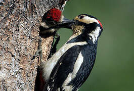 Great Spotted Woodpecker