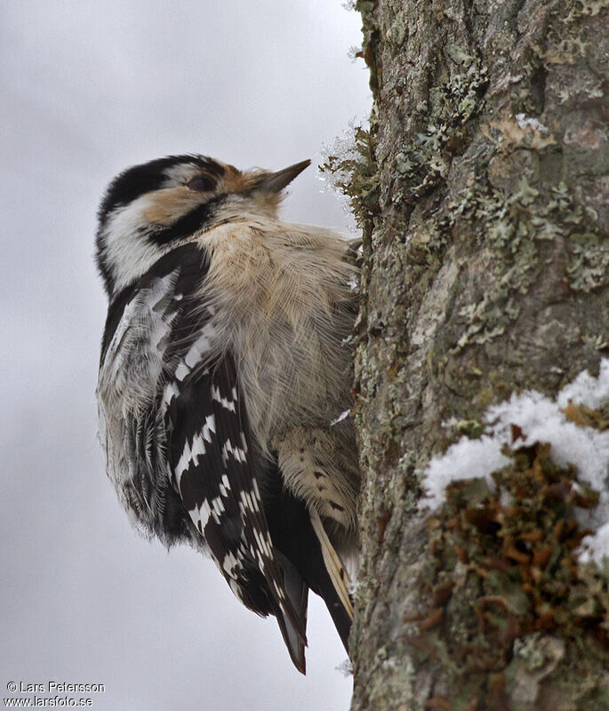 Lesser Spotted Woodpecker