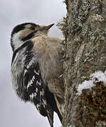 Lesser Spotted Woodpecker