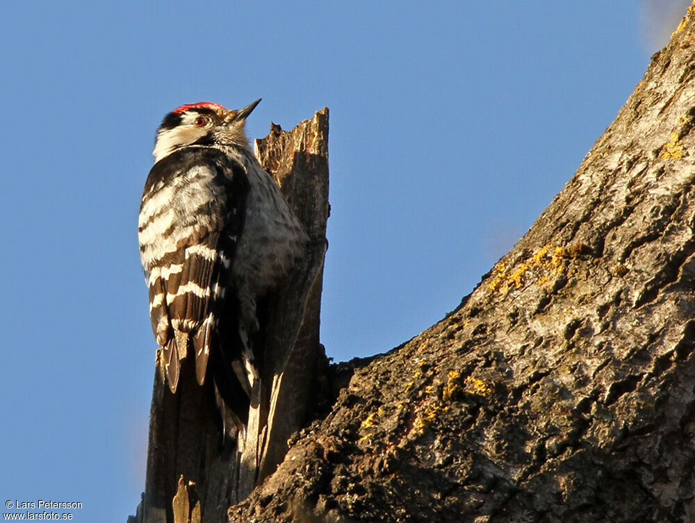 Lesser Spotted Woodpecker