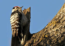 Lesser Spotted Woodpecker