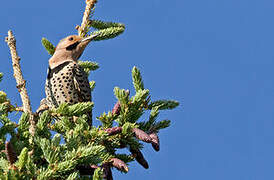 Northern Flicker