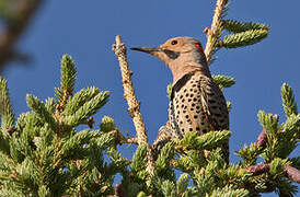 Northern Flicker