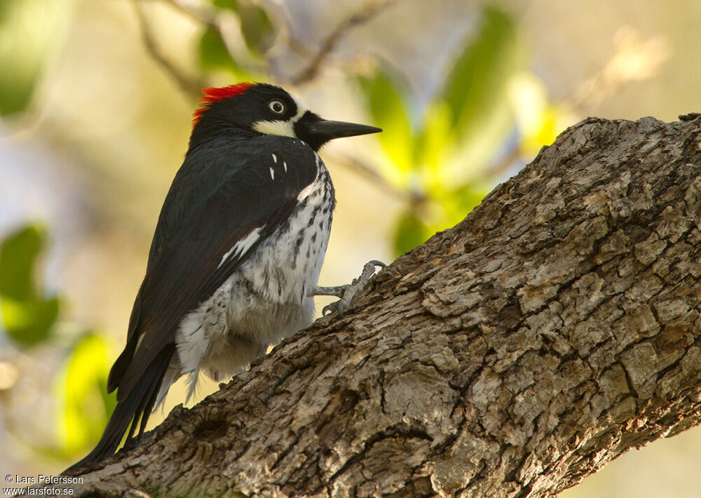 Acorn Woodpecker