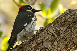 Acorn Woodpecker