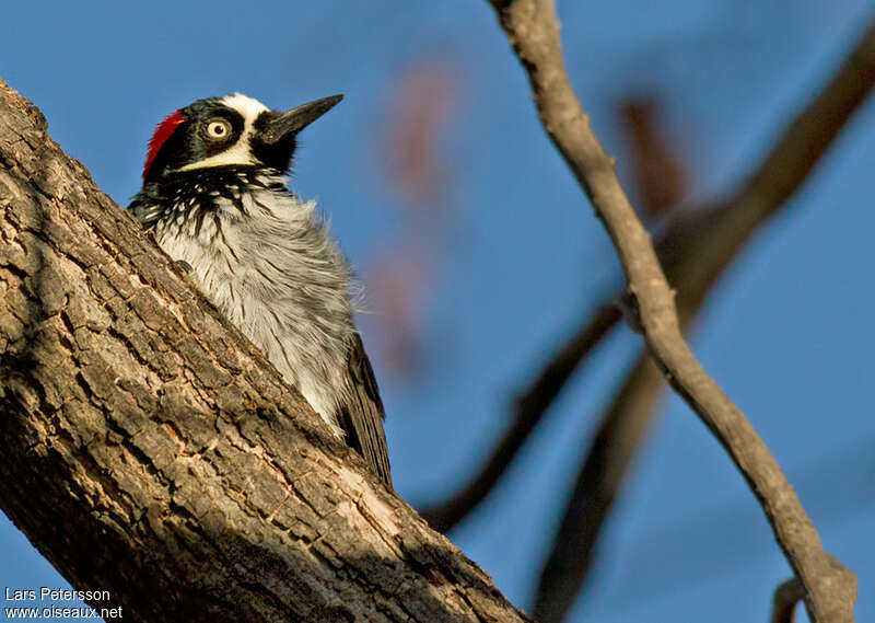 Acorn Woodpecker female adult, close-up portrait