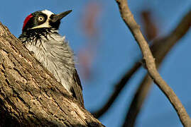 Acorn Woodpecker