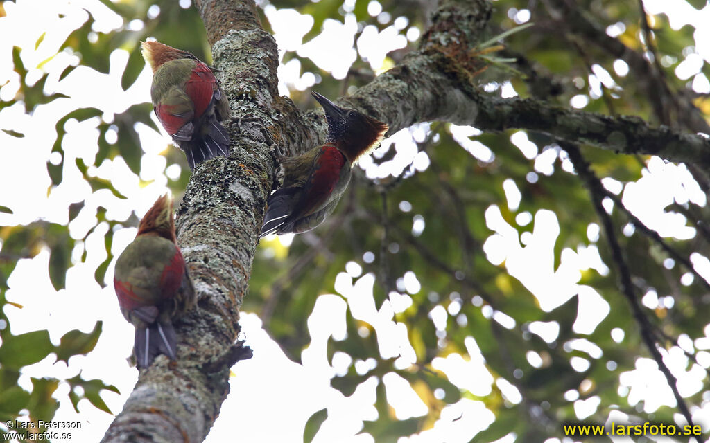 Checker-throated Woodpecker