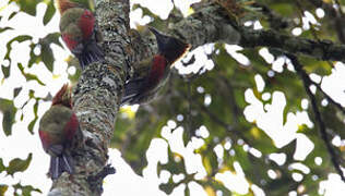 Checker-throated Woodpecker