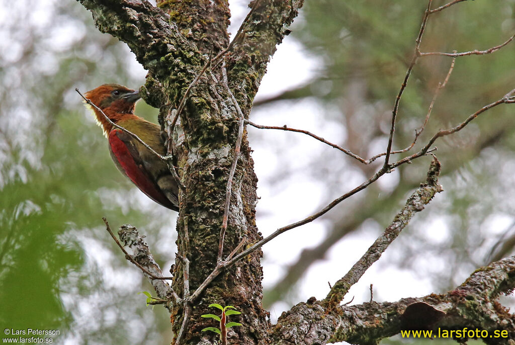 Checker-throated Woodpecker