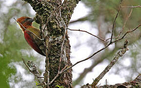 Checker-throated Woodpecker