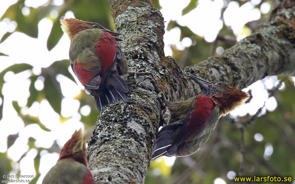 Checker-throated Woodpecker