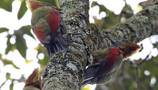 Checker-throated Woodpecker