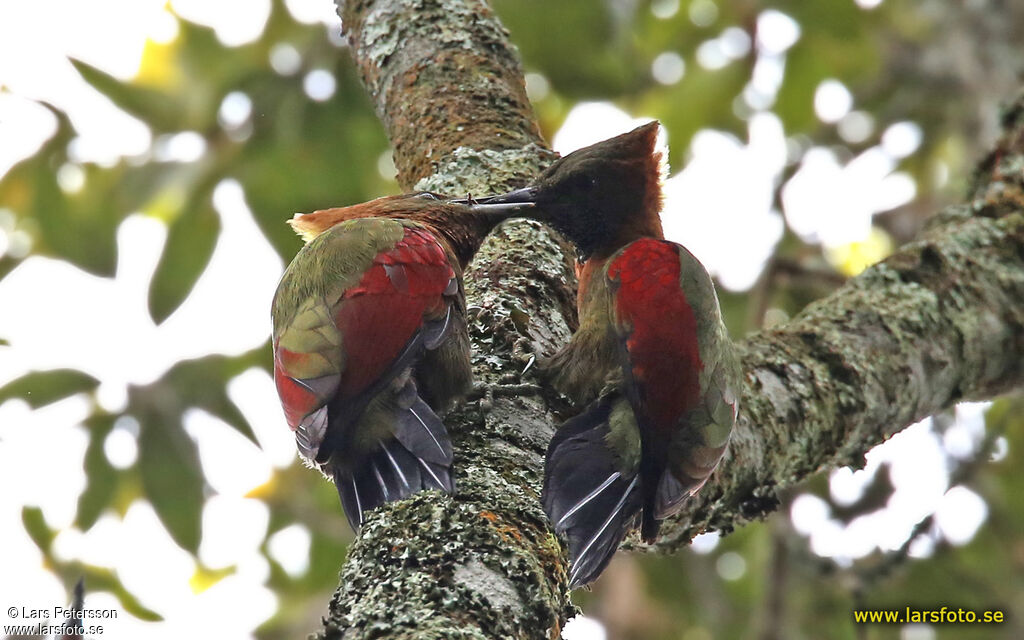 Checker-throated Woodpecker