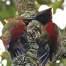 Pic gorgeret