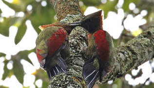 Checker-throated Woodpecker