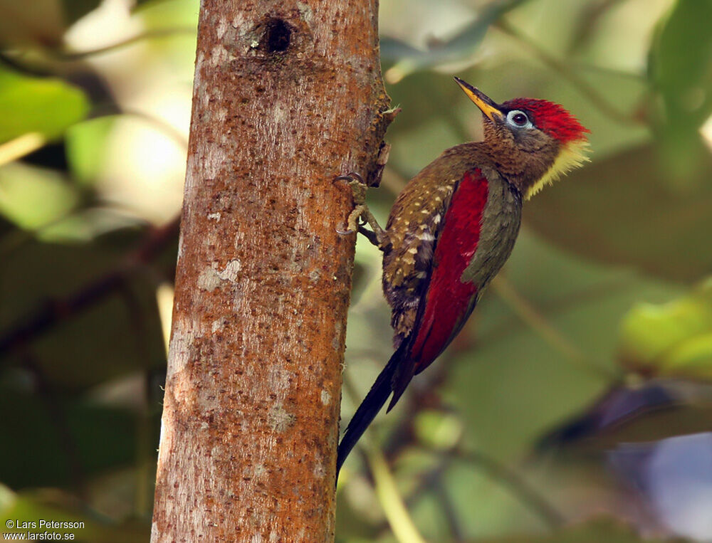 Crimson-winged Woodpecker