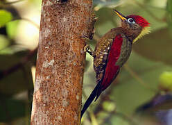 Crimson-winged Woodpecker