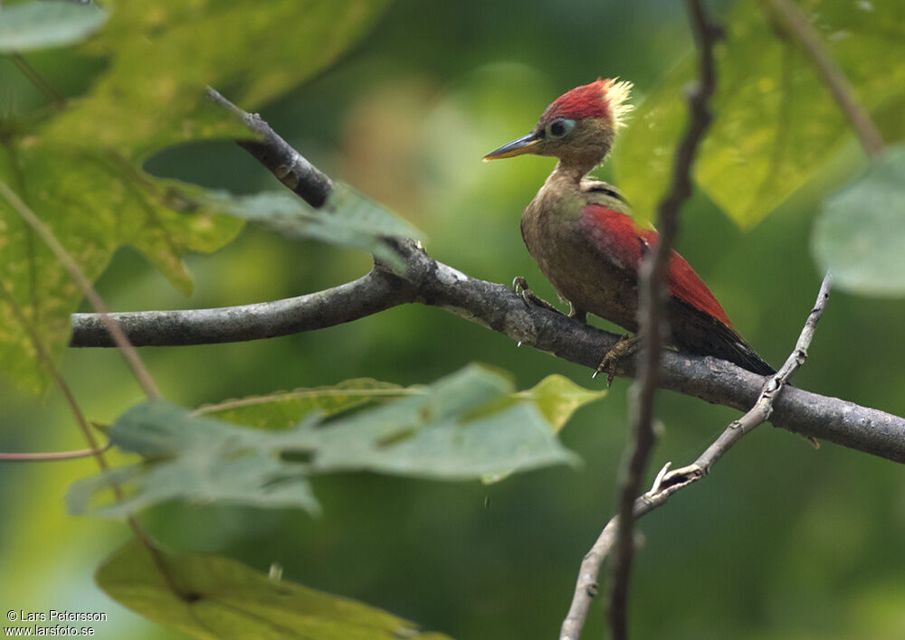 Crimson-winged Woodpecker