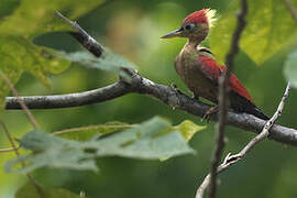 Crimson-winged Woodpecker