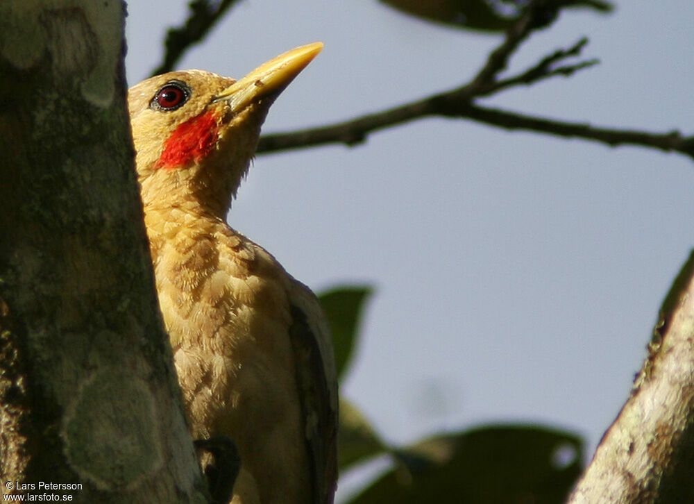 Cream-colored Woodpecker